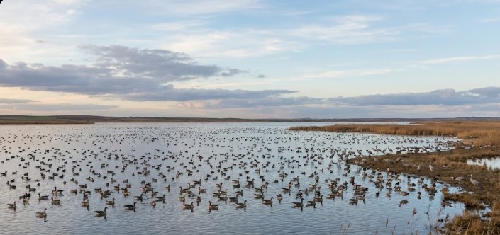 Paisaje panorámico del humedal salino de las Lagunas de Villafáfila en Zamora, mostrando una gran concentración de aves acuáticas migratorias descansando en el agua durante el invierno.