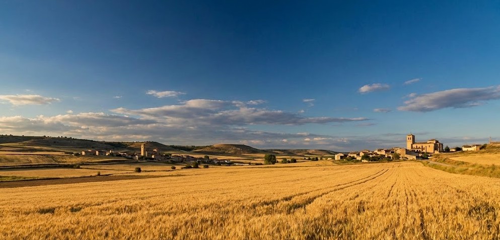 Extensos campos de cereal dorados en el Alfoz de Burgos bajo un cielo azul.