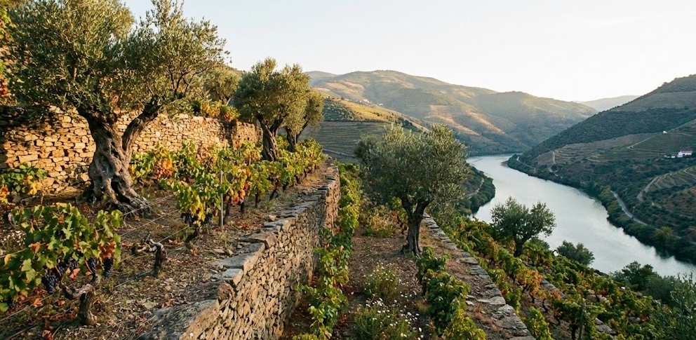 Detalle de los viñedos en terrazas y olivos en las laderas del Duero.
