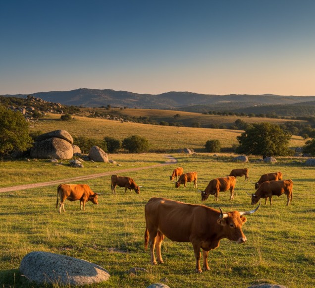 Vacas de raza Mirandesa pastando en los campos de Trás-os-Montes