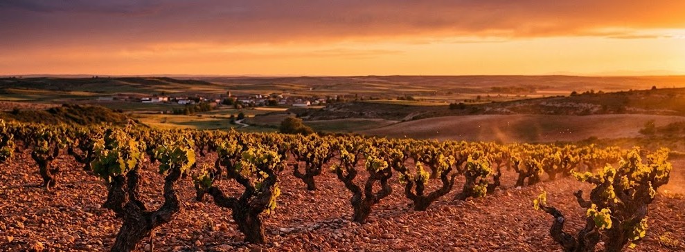 Paisaje panorámico de viñedos viejos en vaso en la DO Cigales al atardecer.